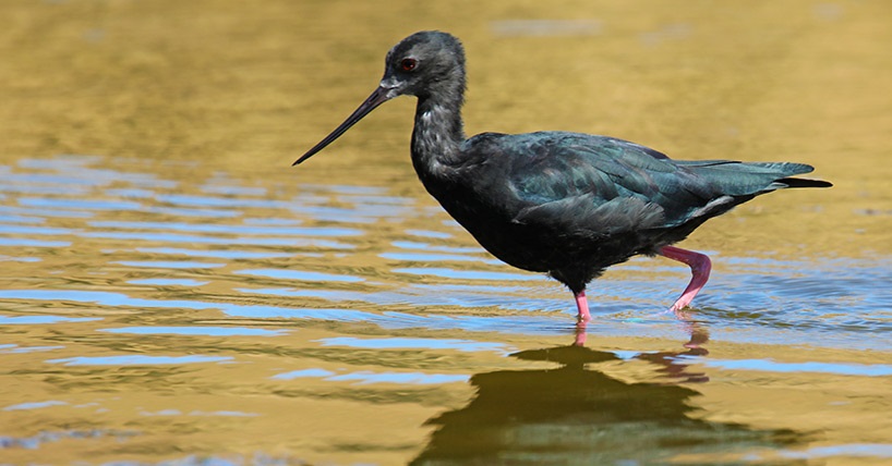 Black stilt, rare and endangered bird of New Zealand